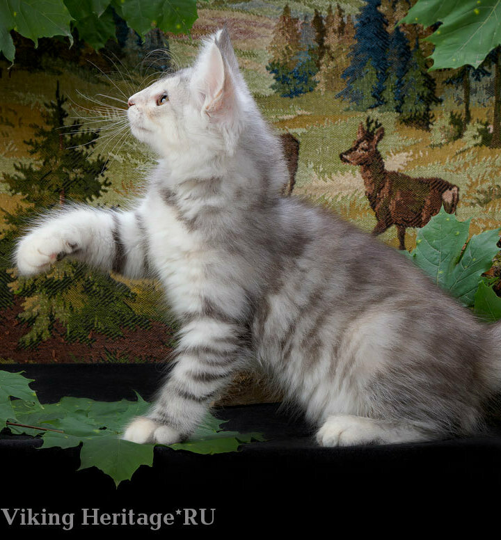 котенок норвежской лесной кошки