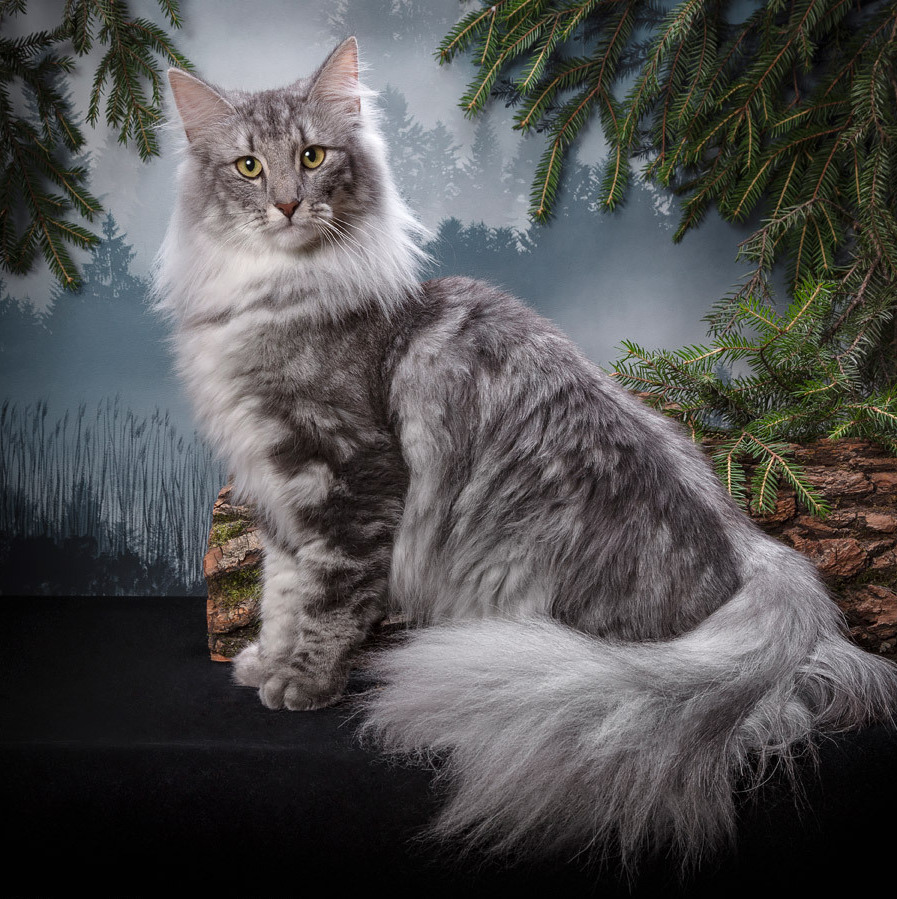 Норвежская лесная кошка окраса голубое серебро