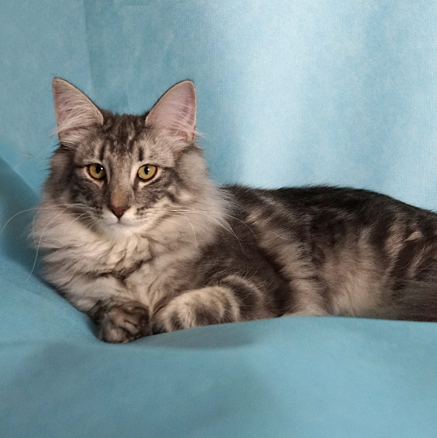 котенок норвежской лесной кошки окраса голубое серебро