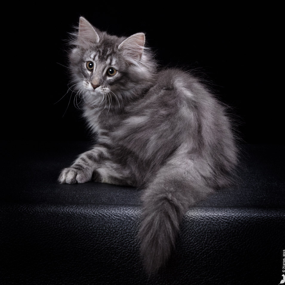 котенок норвежской лесной кошки окраса голубое серебро