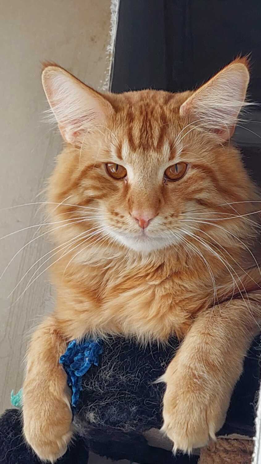 Норвежский лесной кот